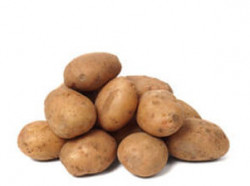 Patates Kennebec